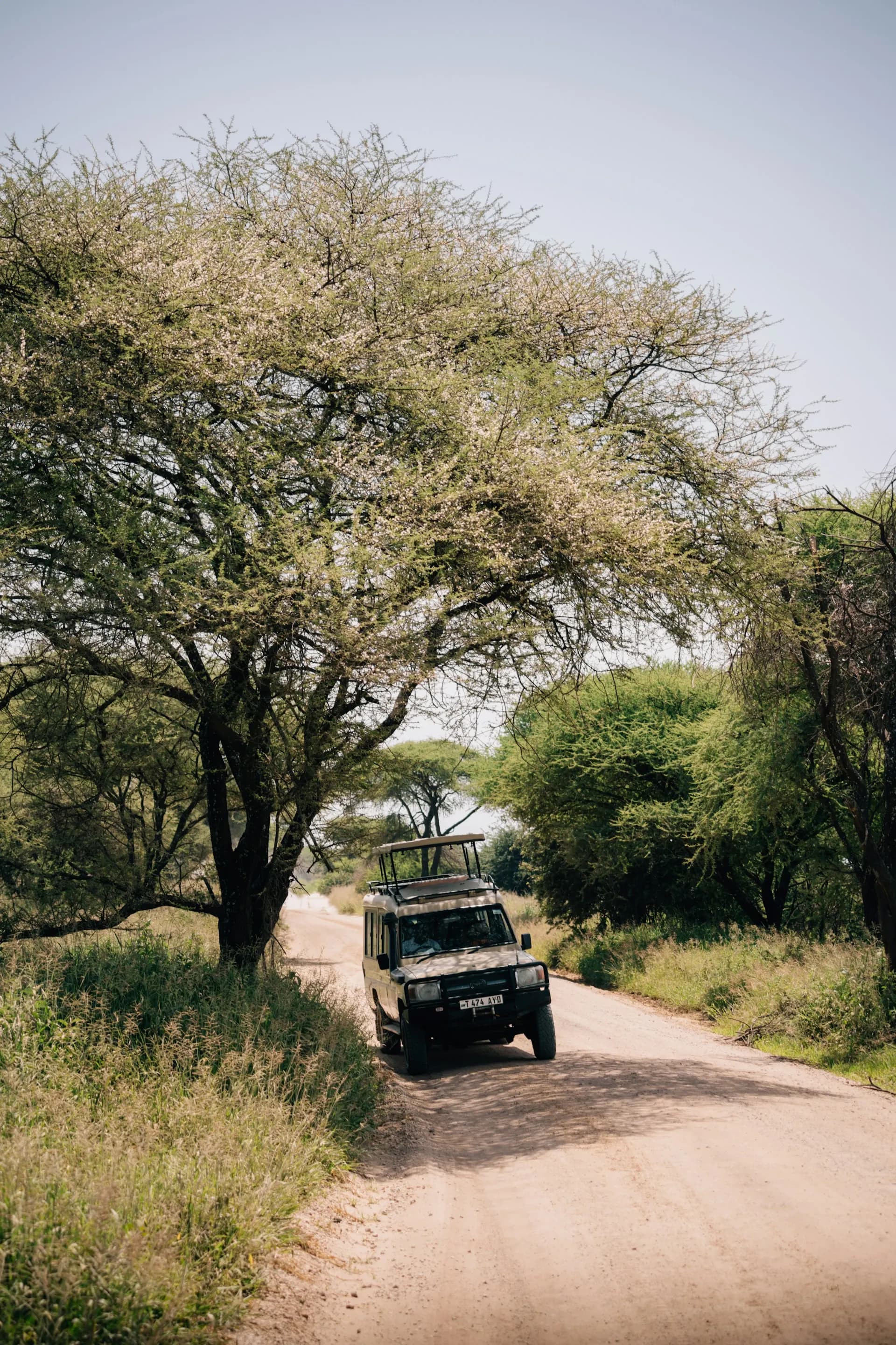 A scenic road through the Southern African wilderness